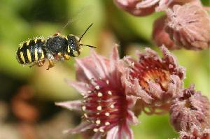 NABU: Kleiner Konsens im Insektenschutz